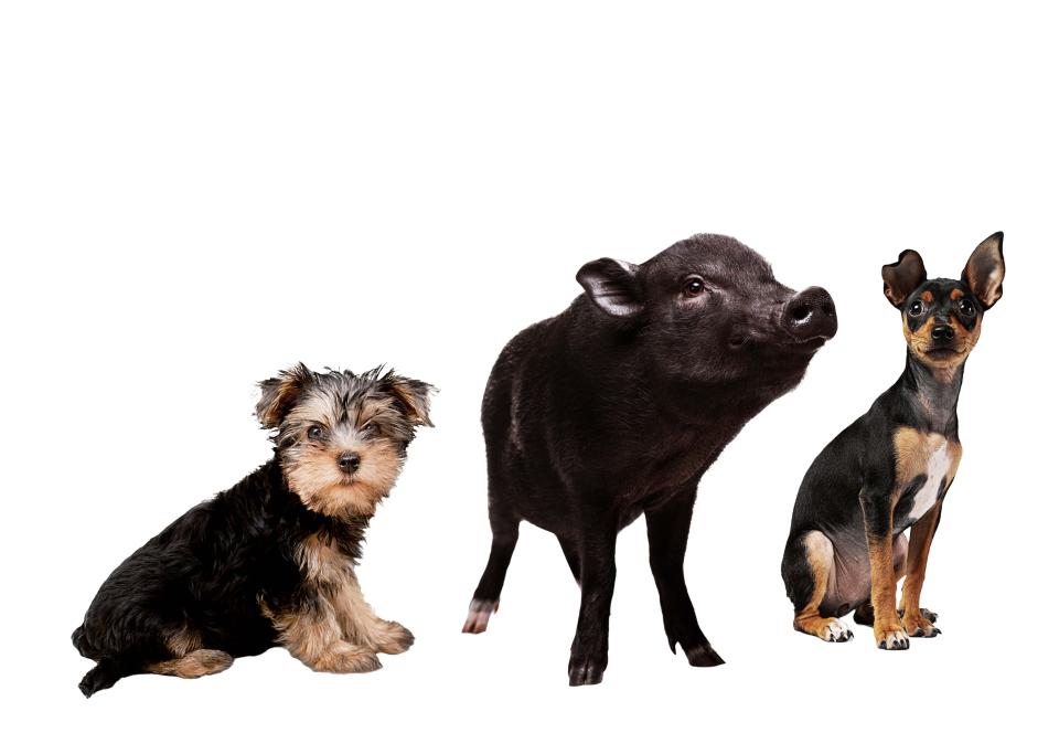 Tratamiento de cardiomiopatía hipertrófica